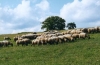 Szendrői Gazdaság Kft. bárányai, juhai